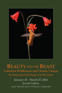 "Beauty and the Beast: California Wildflowers and Climate Change" exhibit announcement (postcard front). Jewett Gallery, San Francisco Main Public Library January 23- March 27, 2016 Presented by The Wallace Stegner Environmental Center of the San Francisco Public Library. Sponsored by: Friends of the San Francisco Public Library, Blue Earth Alliance, Golden Gate National Parks Conservancy, Marin Clean Energy, California Native Plant Society, California State Parks Foundation, Hahnemühle, and Think Tank Photo. Postcard designed by Ellen Reilly Scarlet Fritillary (Fritillaria recurva) plant with three blossoms, and Rufous Hummingbird (Selasphorus rufus), Upper Table Rocks, BLM and Nature Conservancy land. The Table Rocks were designated in 1984 as an Area of Critical Environmental Concern (ACEC) to protect special plants and animal species, unique geologic and scenic values, and education opportunities. the Table Rocks are now owned and collaboratively managed by the Conservancy and the Bureau of Land Management (BLM). Oregon, United States